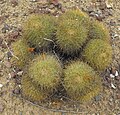 Mammillaria rhodantha ssp. pringlei