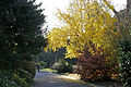 A section of the gardens in winter