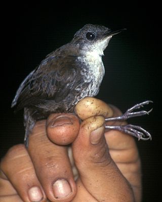 <i>Microcerculus</i> Genus of birds