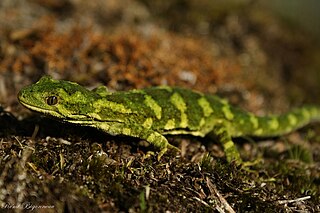 <span class="mw-page-title-main">Rough gecko</span> Species of lizard