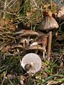 Coprinus silvaticus