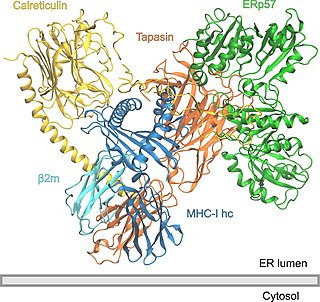 <span class="mw-page-title-main">Peptide loading complex</span>