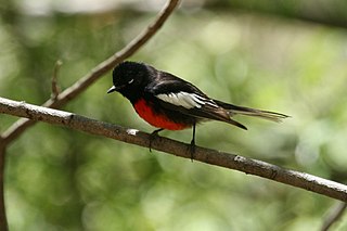 <span class="mw-page-title-main">Painted redstart</span> Species of bird