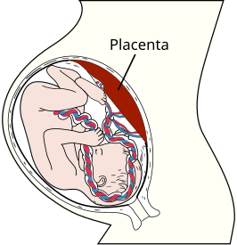 Een foetus in de baarmoeder met de placenta