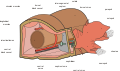 en:Polychaete