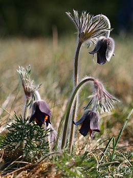 Pievinė šilagėlė (Pulsatilla pratensis)