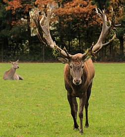 Veado-vermelho (Cervus elaphus) é uma espécie de cervídeo de grande porte do hemisfério norte, distribuído pela Europa, Ásia e Norte da África. A espécie foi também introduzida em várias regiões do mundo. (definição 2 842 × 3 099)