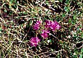 Lapland rose-bay near Wager Bay