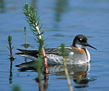 Red-necked phalarope Rnphalarope04.jpg