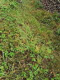 Thumbnail for File:Ruhland, westlicher Bahndammweg, Spargel an der Böschung, Herbst, 04.jpg