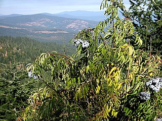 <i>Sambucus cerulea</i> Species of tree