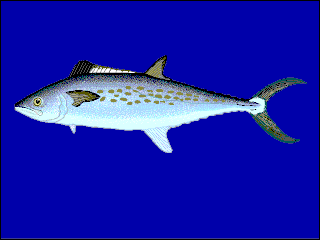 <span class="mw-page-title-main">Pacific sierra</span> Species of fish