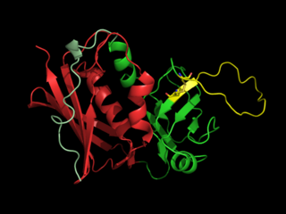 <span class="mw-page-title-main">Superantigen</span> Antigen which strongly activates the immune system