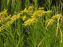 Senecio paludosus, 2006-07-22.JPG