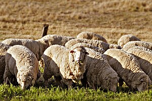 Domestic sheep eating grass