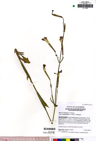 <i>Silene occidentalis</i> Species of flowering plant