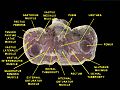 Urethra. Deep dissection. Serial cross section.