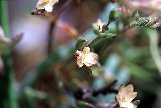 <i>Spergularia canadensis</i> Species of flowering plant in the pink family Caryophyllaceae