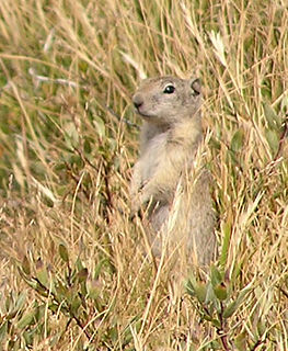 <span class="mw-page-title-main">Alarm signal</span> Signal made by social animals to warn others of danger