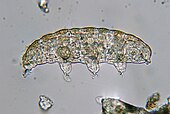 Tardigrade (50594150046).jpg