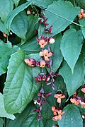 Thunbergia coccinea