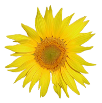 Sonnenblume