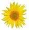 Sonnenblume