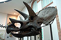 Deutsch: Triceratops-Schädel (Original) English: Triceratops skull (original)