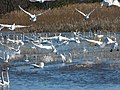 Tundra swans (21523232431).jpg