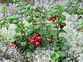 Cowberry Vaccinium vitis-idaea kimmernat / tyttebær Kimmernat, Tyttebær
