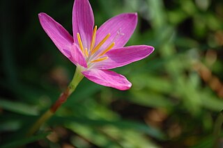 <i>Zephyranthes minuta</i> Species of plant