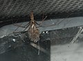 Pholcus phalangioides