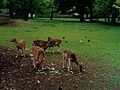 Wildgehege im Hirschgarten