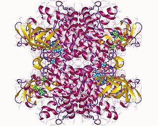 <span class="mw-page-title-main">Isovaleryl-CoA dehydrogenase</span>