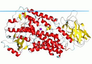 <span class="mw-page-title-main">Lipoxygenase</span>