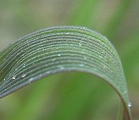 leaf blade Agrostis Blatt.jpg