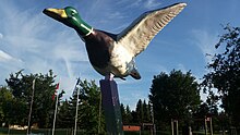 Andrew Mallard Duck.jpg