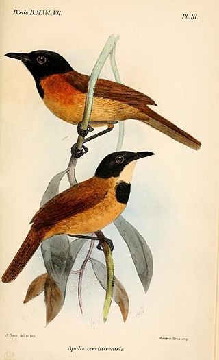 <span class="mw-page-title-main">Black-headed rufous warbler</span> Species of bird