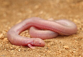 <span class="mw-page-title-main">Mexican mole lizard</span> Species of lizard