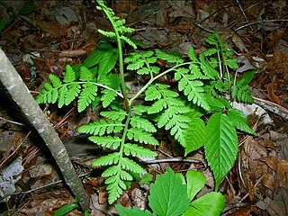 <i>Botrypus</i> North American species of fern