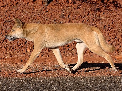 Chien sauvage d'Australie (Canis dingo)