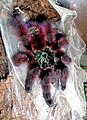 Avicularia versicolor