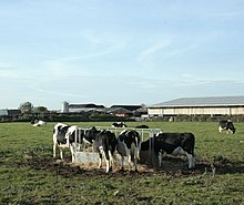 Cattle around an outdoor feeder