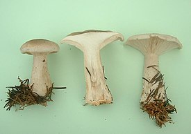 Härmämalikka (Clitocybe nebularis)