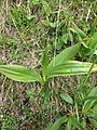 Colchicum autumnale