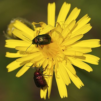 Cryptocephalus sericeus