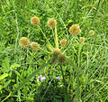 Thumbnail for Cyperus echinatus