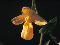 Cypripedium dickinsonianum