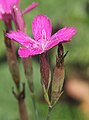 Dianthus