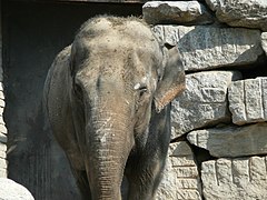 Asian elephant